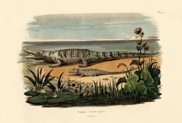 Crocodiles, 1833-39